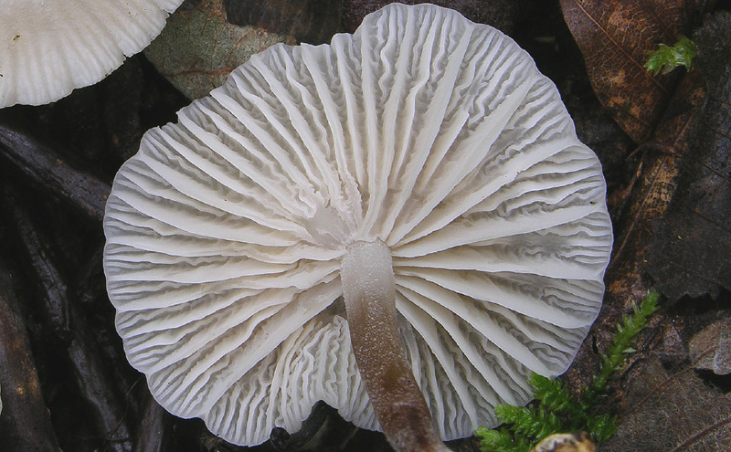 Marasmius wynnei